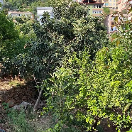 Appartement Denize Karsi,terasli,dogada,mustakil Ayarinda Ev Alanya